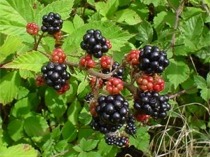 File:Blackberries on bush.jpg