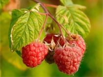 File:Raspberries (Rubus Idaeus).jpg