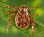	Rocky Mountain wood tick (Dermacentor andersoni)